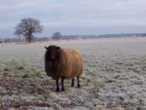 våra lamm ute i december